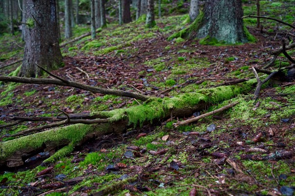 Toftebergskogen DSC01602