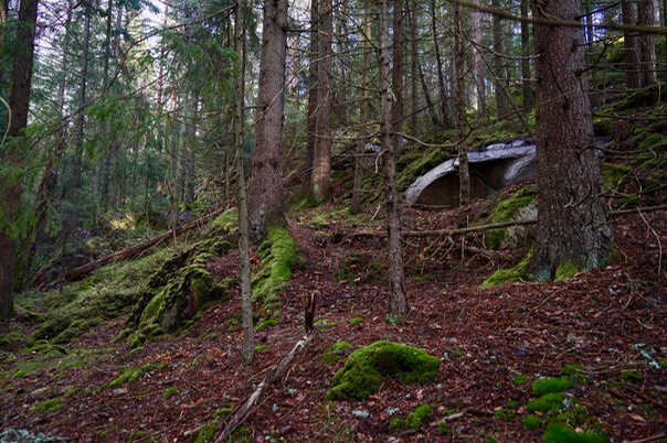 Toftebergskogen DSC01604