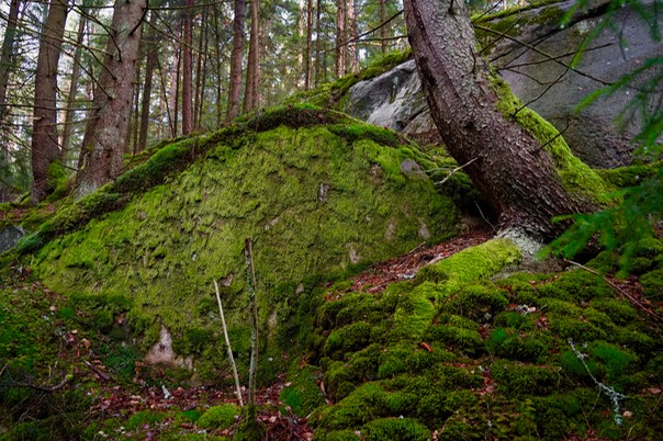 Toftebergskogen DSC01605 2