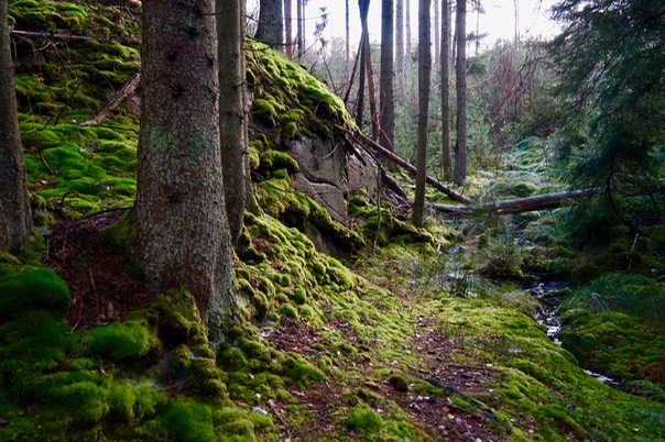 Toftebergskogen DSC01606 2