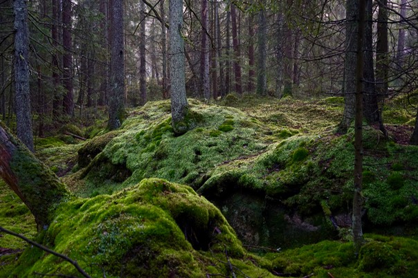 Toftebergskogen DSC01612 2