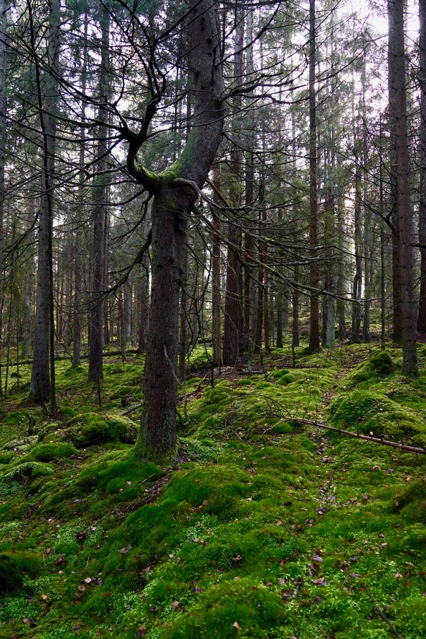 Toftebergskogen DSC01613