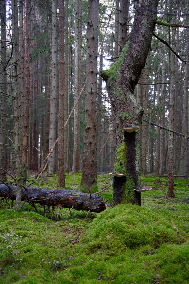 Toftebergskogen DSC01614