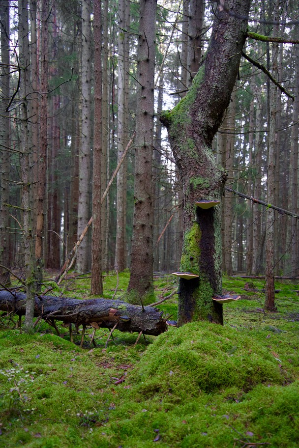 Toftebergskogen DSC01614