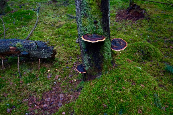 Toftebergskogen DSC01615 2