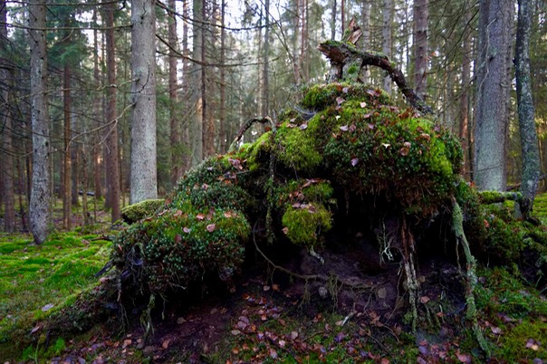 Toftebergskogen DSC01616