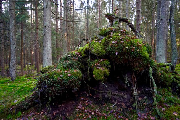 Toftebergskogen DSC01616