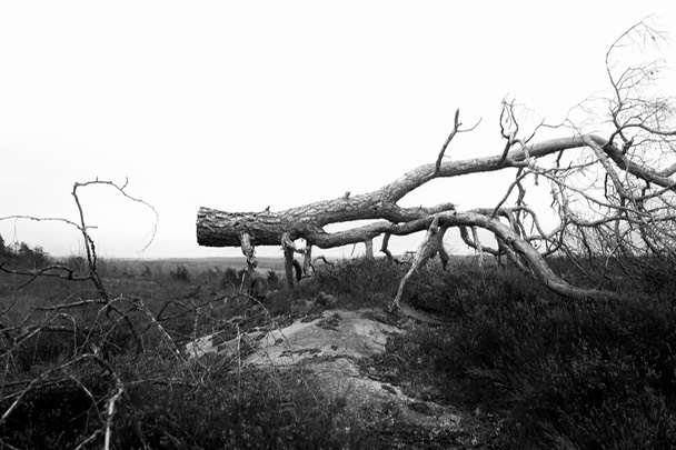 Toftebergskogen Laila Kongevold mulig grafikkmotiv