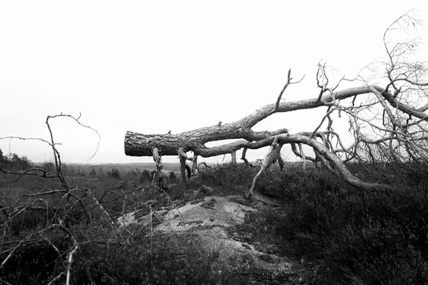 Toftebergskogen Laila Kongevold mulig grafikkmotiv